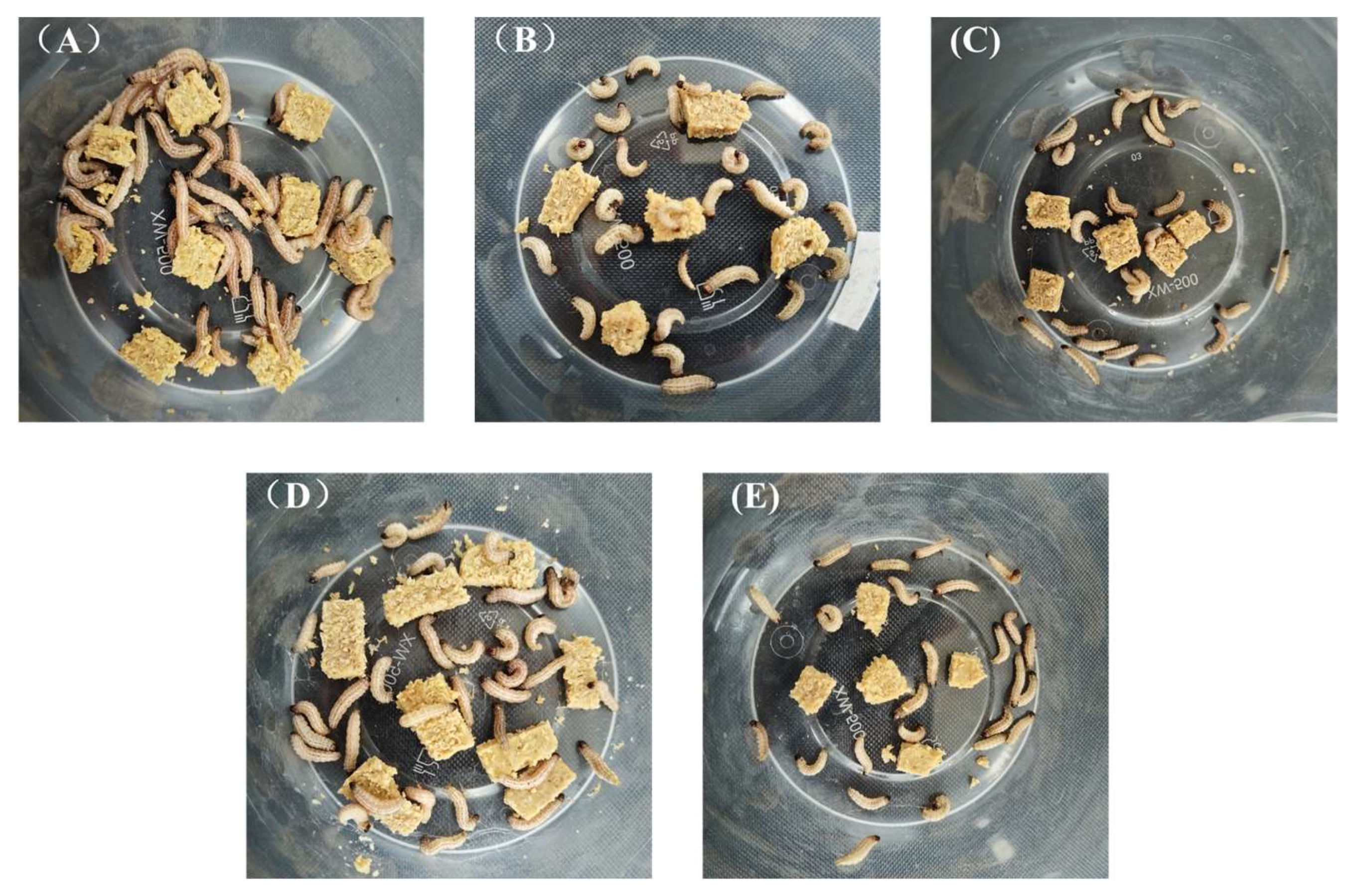 Insects 16 00906 g005