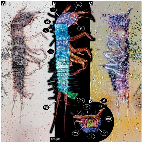 Insects 16 00910 g001