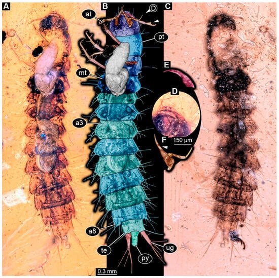 Insects 16 00910 g002