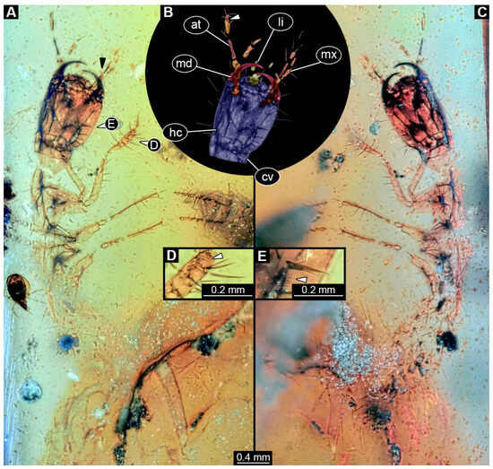Insects 16 00910 g004