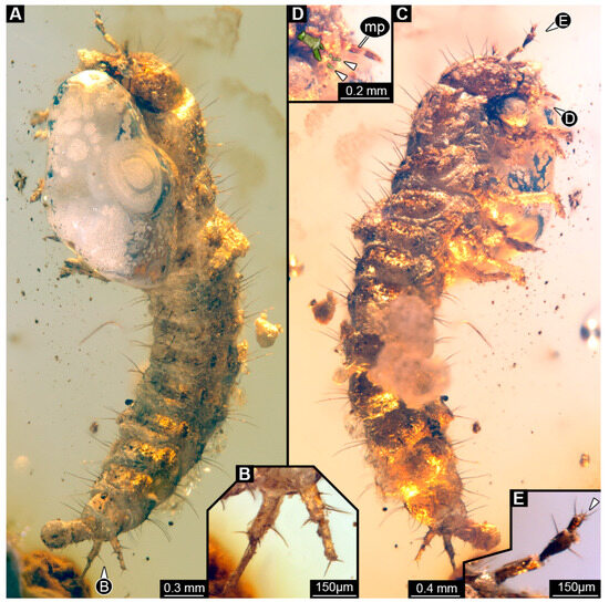 Insects 16 00910 g007