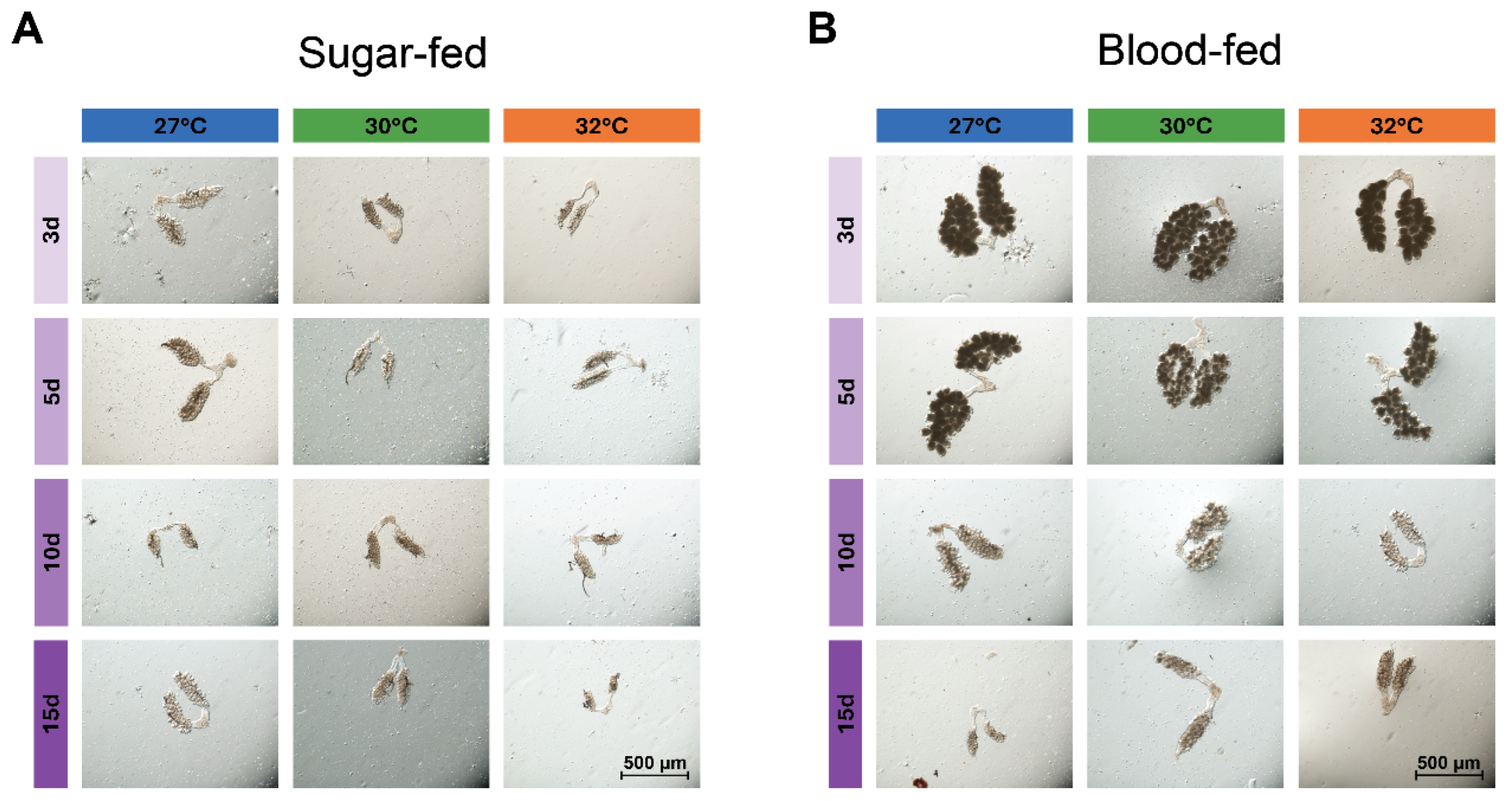 Insects 16 00921 g003
