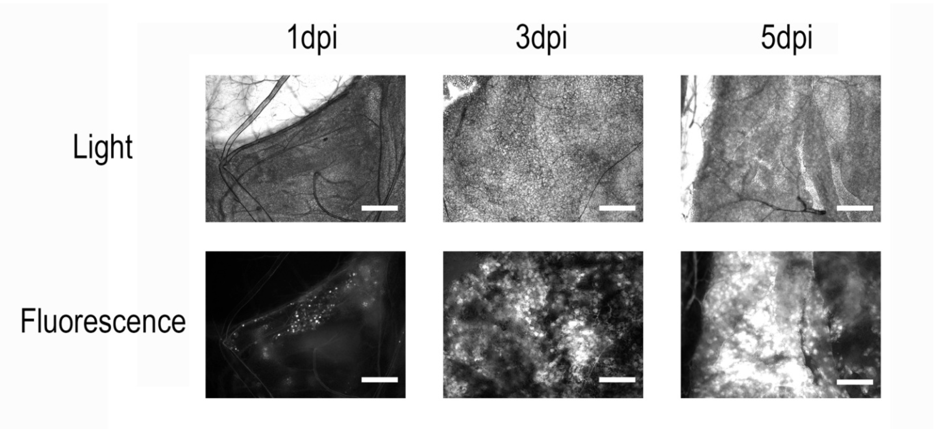 Insects 16 00923 g001