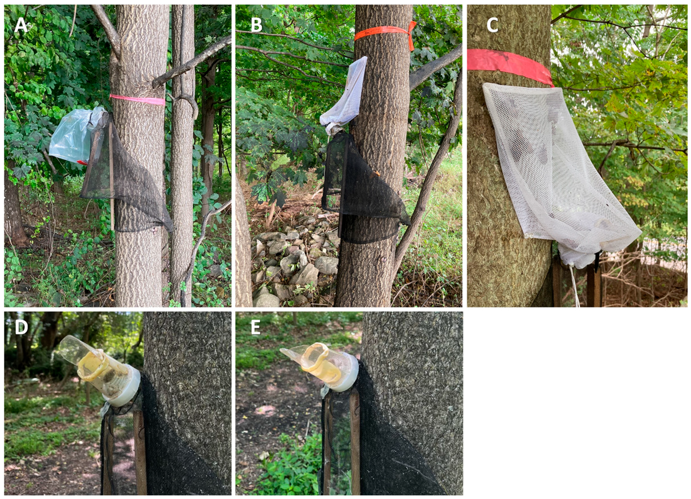 Insects 16 00930 g001