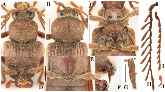 Insects 16 00941 g002