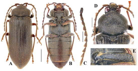 Insects 16 00941 g004