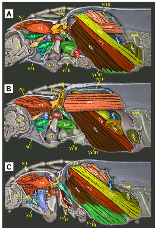 Insects 16 00941 g007