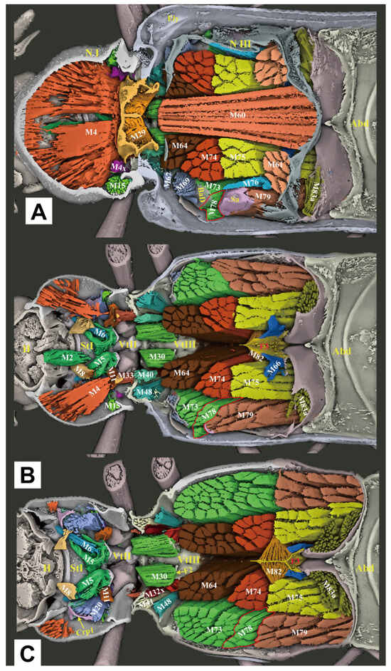 Insects 16 00941 g008
