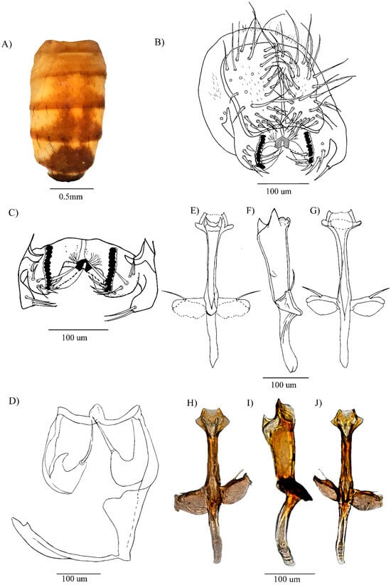 Insects 16 00944 g001