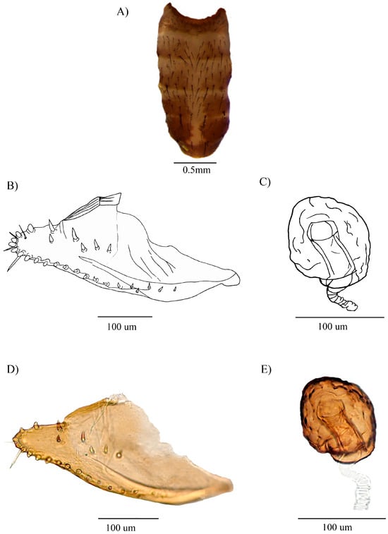 Insects 16 00944 g002