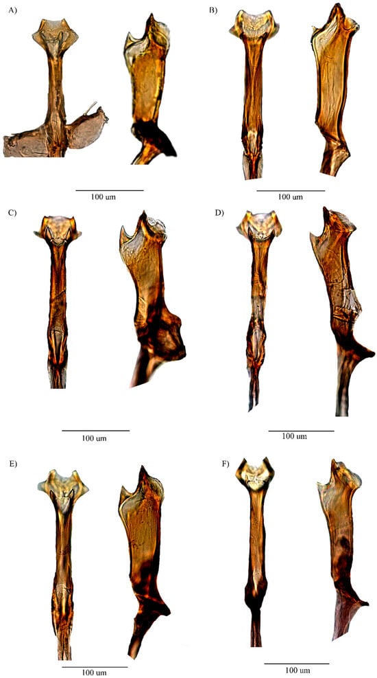 Insects 16 00944 g004