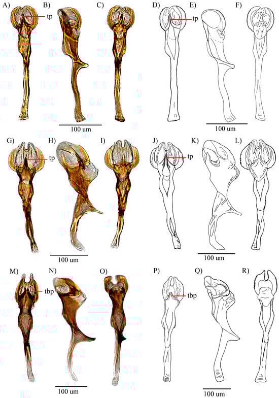 Insects 16 00944 g006