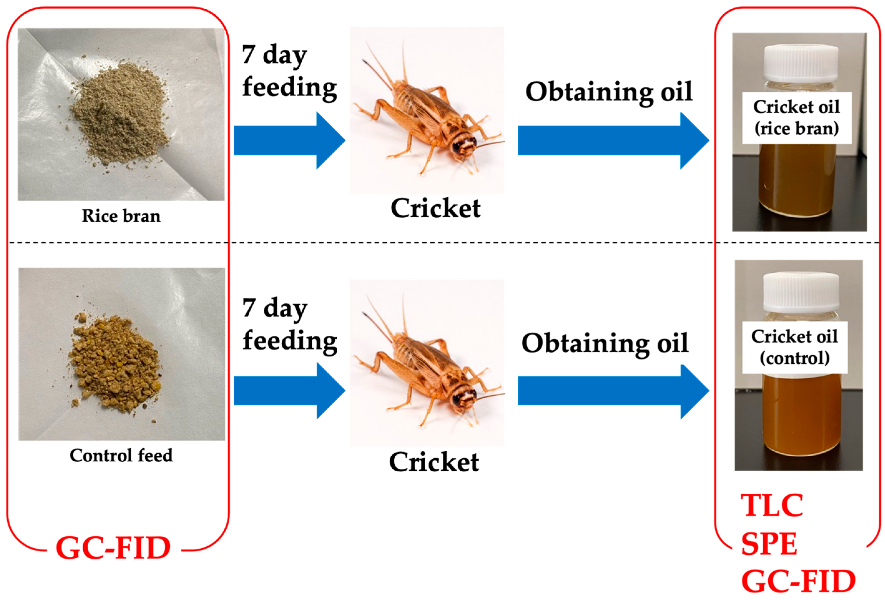 Insects 16 00951 g001