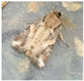 Insects 16 00952 i001 Insects 16 00952 i001