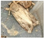 Insects 16 00952 i002 Insects 16 00952 i002