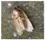 Insects 16 00952 i006 Insects 16 00952 i006