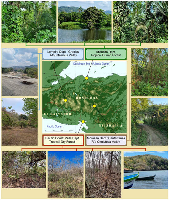 Insects 16 00964 g001