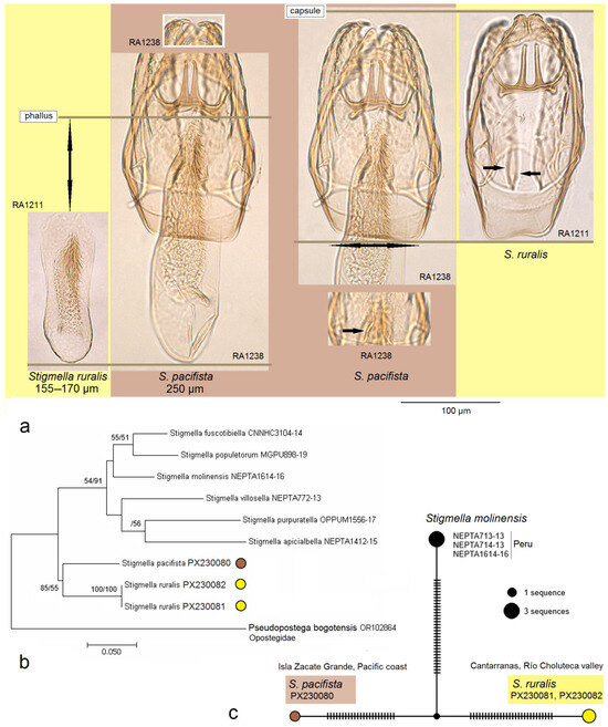 Insects 16 00964 g008