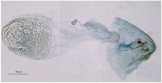 Insects 16 00964 g015