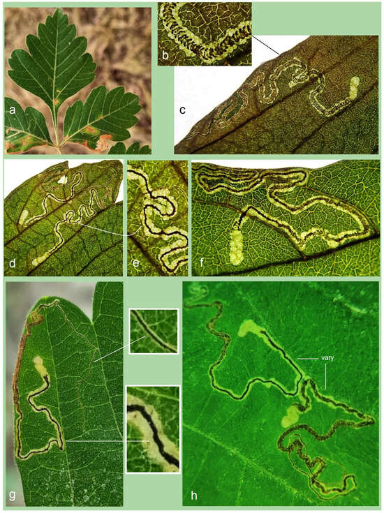 Insects 16 00964 g016