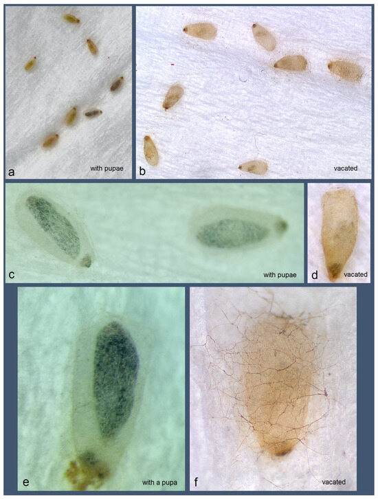 Insects 16 00964 g017