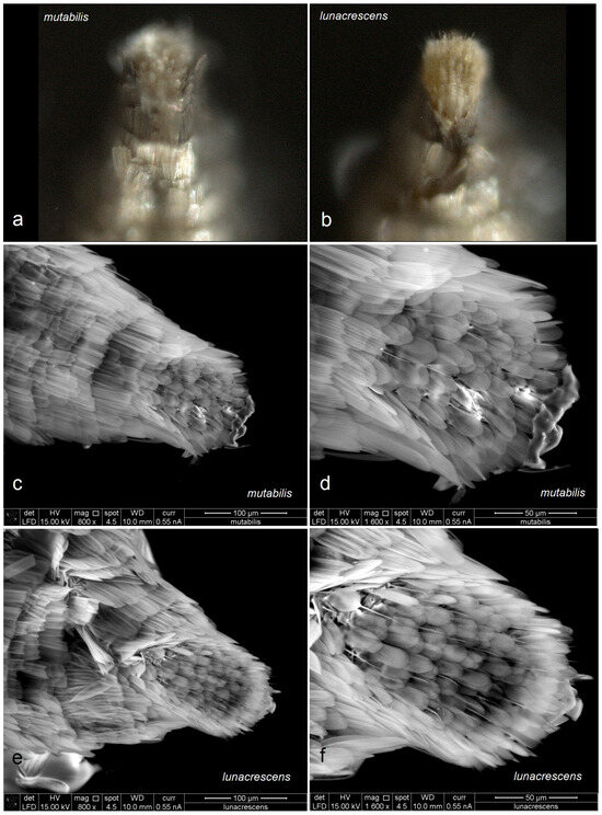 Insects 16 00964 g019