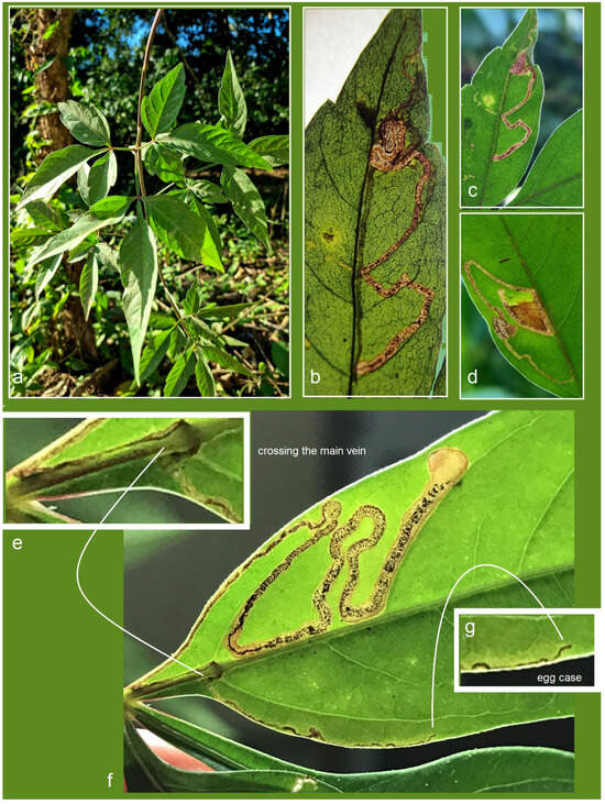 Insects 16 00964 g020