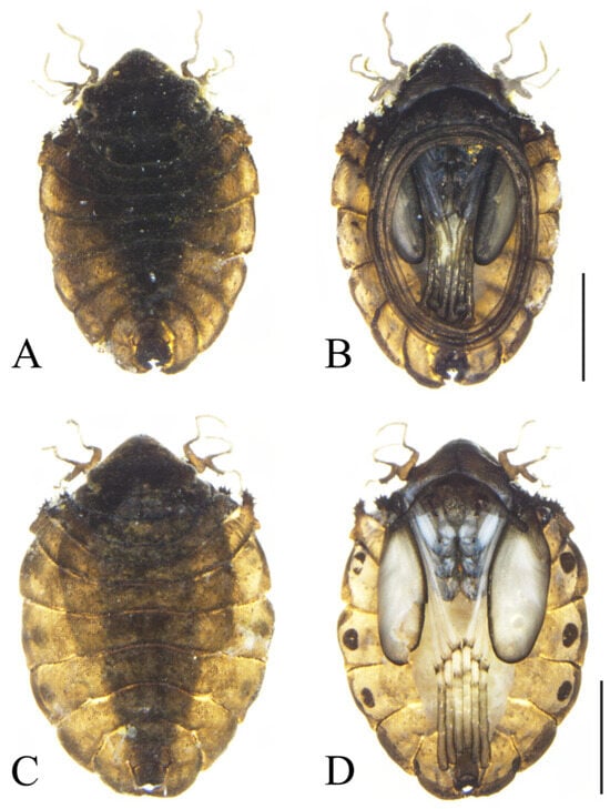 Insects 16 00965 g002