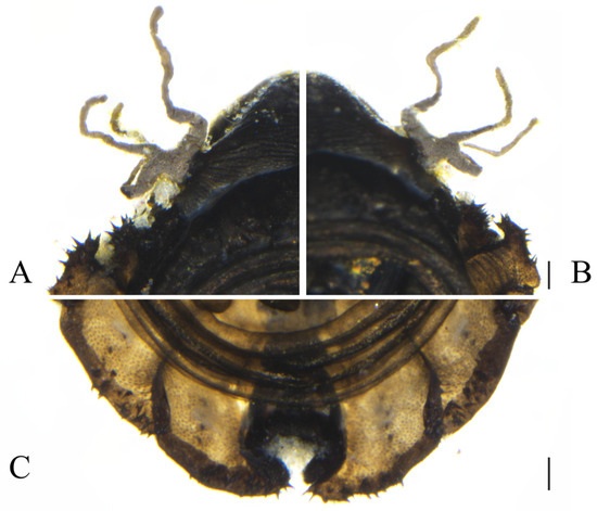 Insects 16 00965 g003