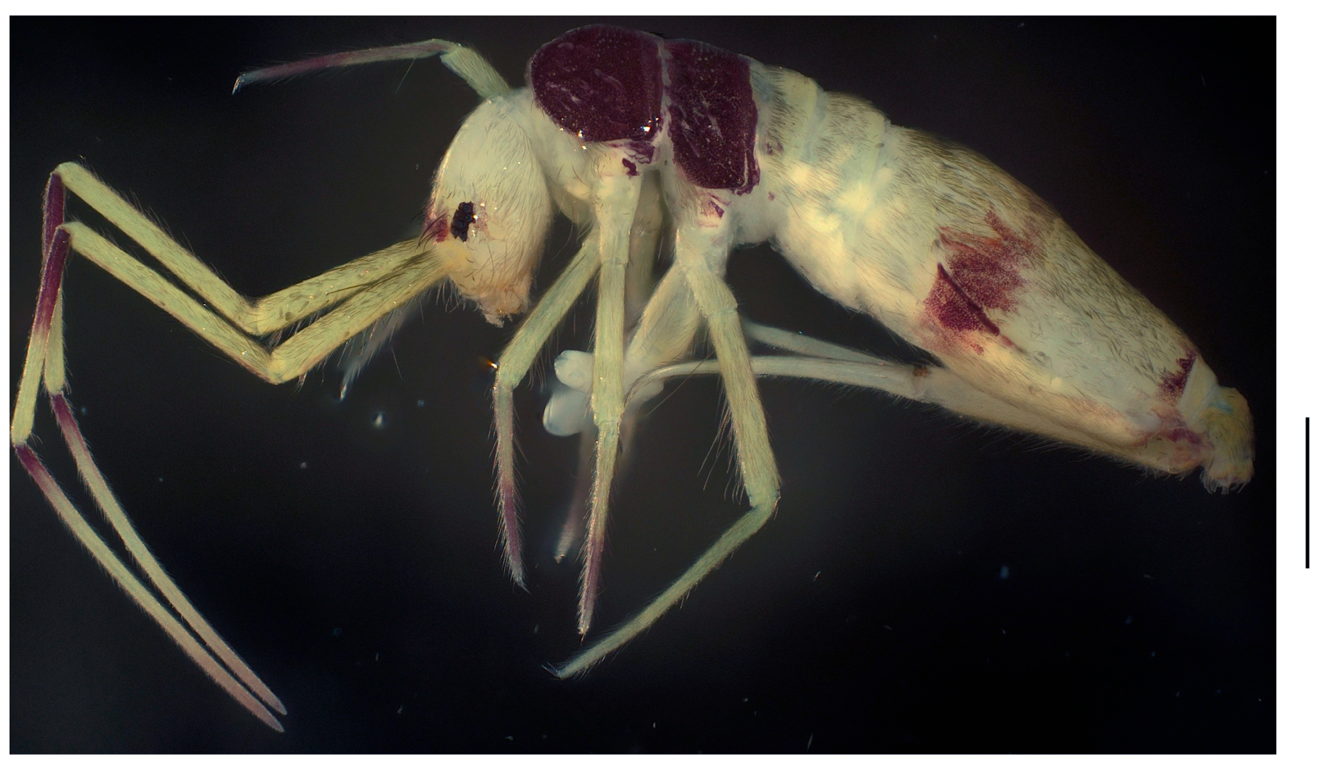 Insects 16 00974 g001