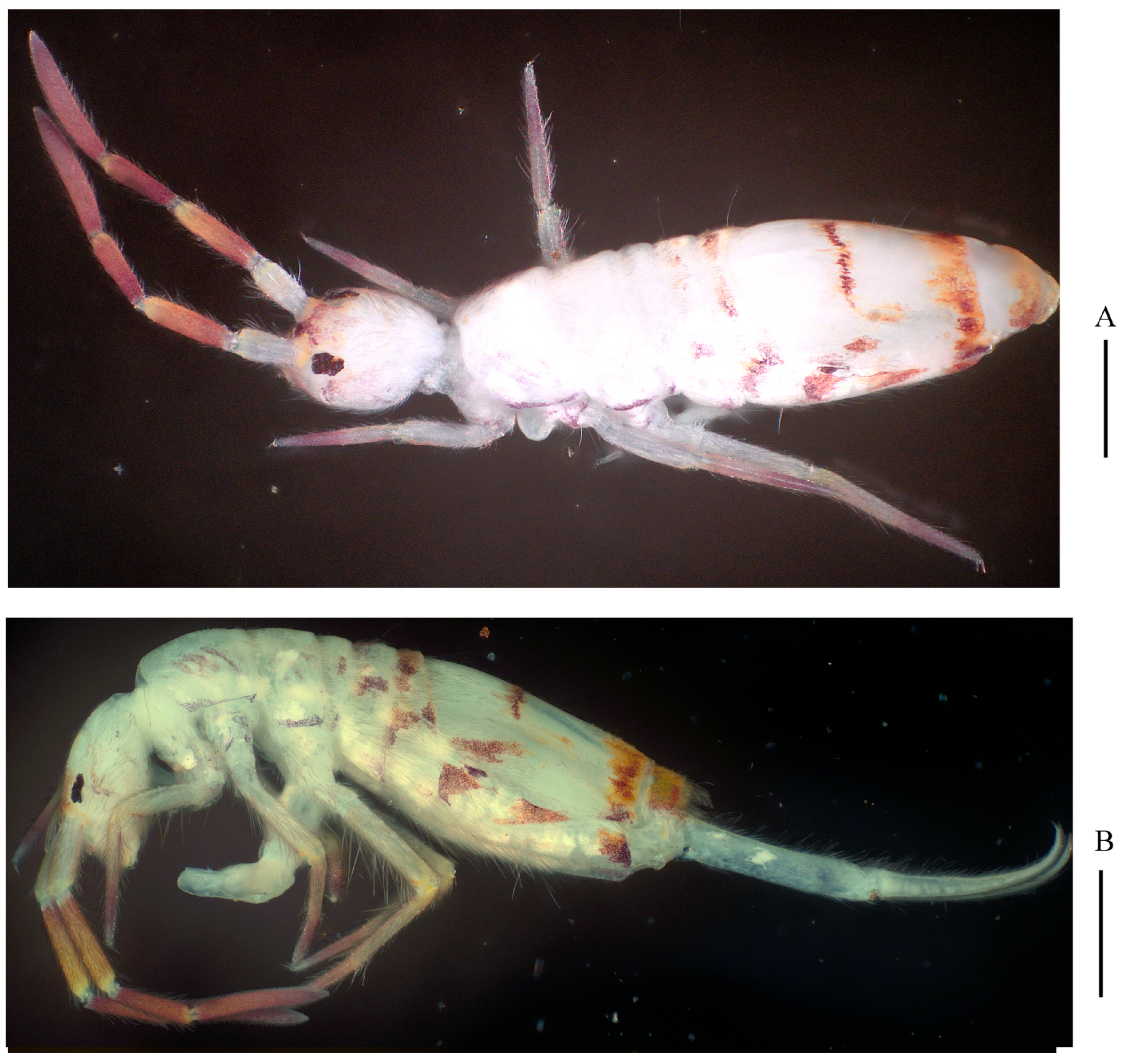 Insects 16 00974 g007