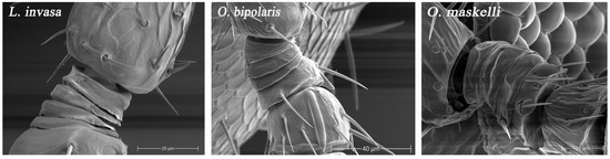 Insects 16 00976 g0a1