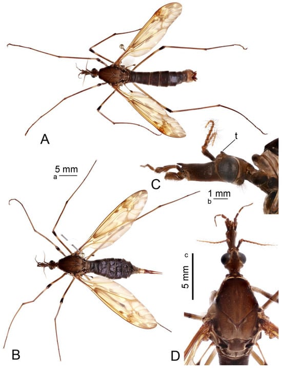 Insects 16 00978 g001