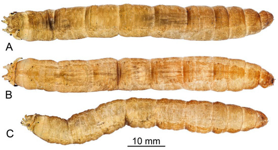 Insects 16 00978 g008