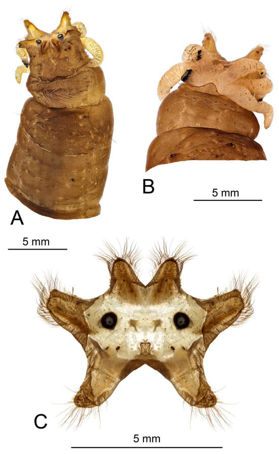 Insects 16 00978 g012
