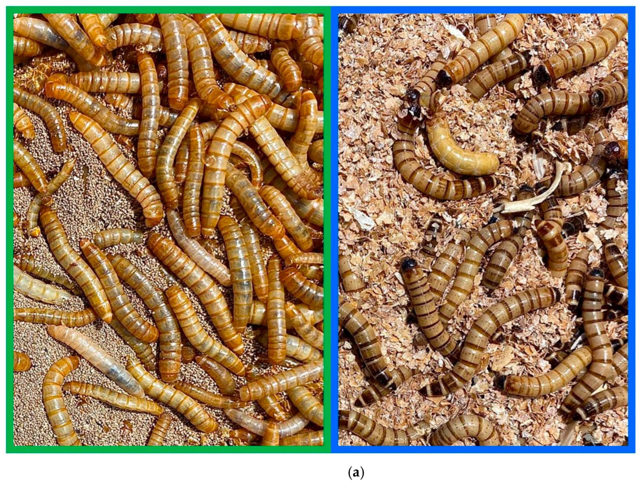 Insects 16 00983 g001a