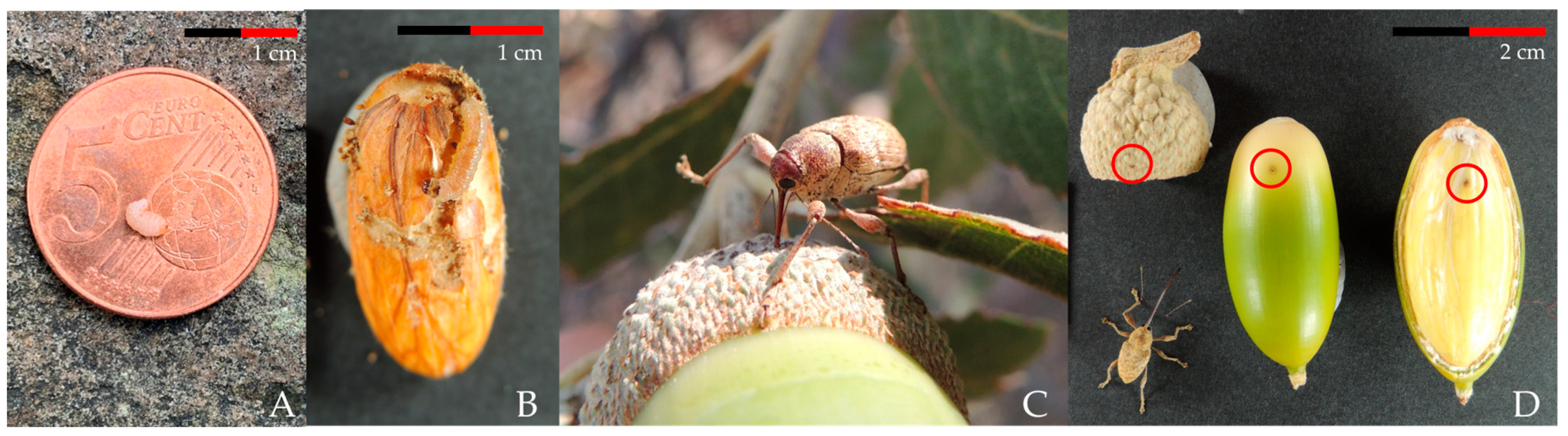 Insects 16 00990 g001 Insects 16 00990 g001