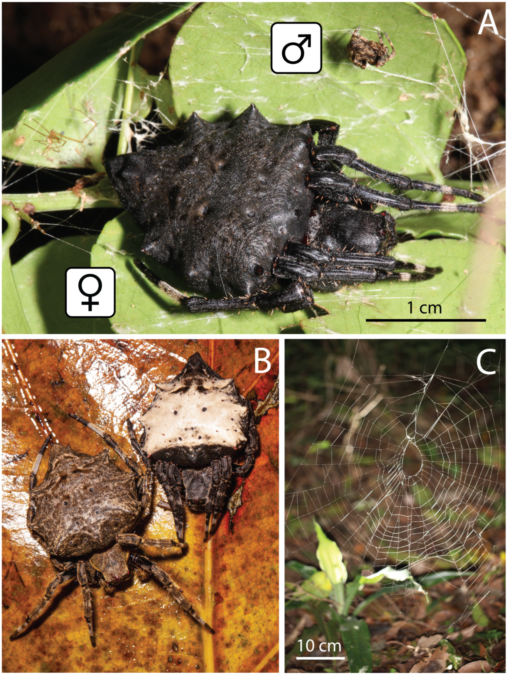 Insects 16 00992 g001