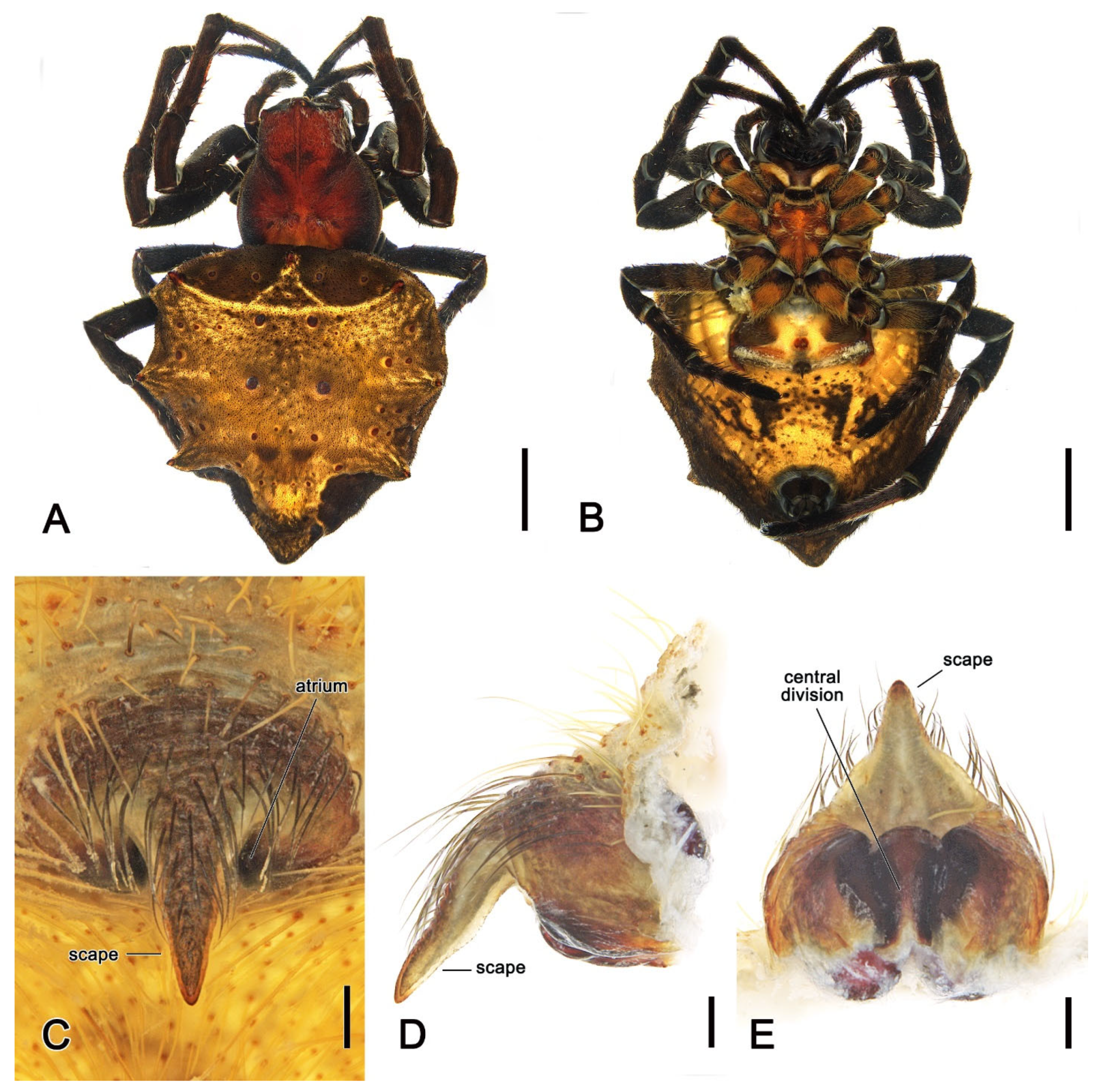 Insects 16 00992 g004