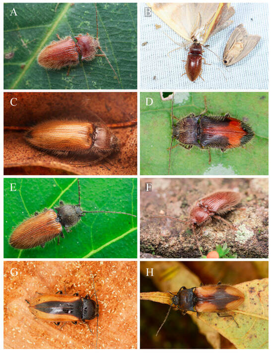 Insects 16 01003 g001