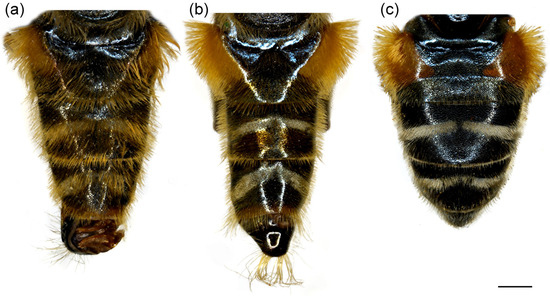 Insects 16 01009 g004