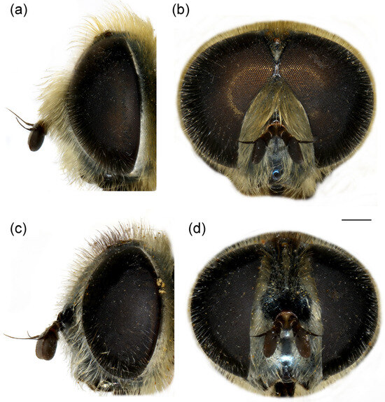 Insects 16 01009 g007