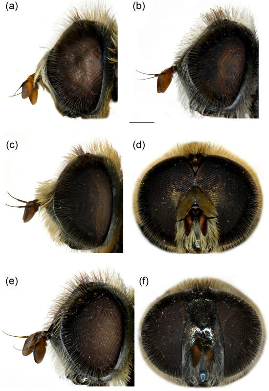 Insects 16 01009 g010