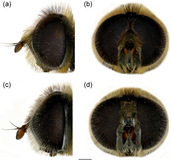 Insects 16 01009 g011