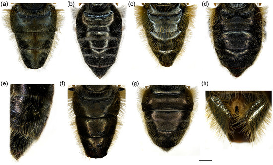 Insects 16 01009 g014