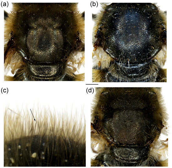 Insects 16 01009 g015