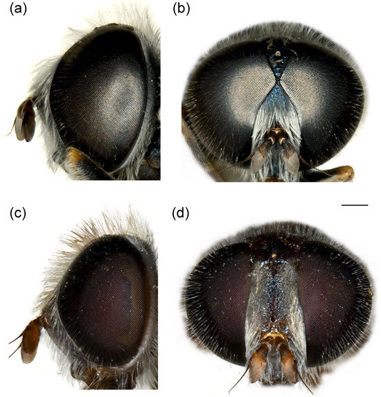 Insects 16 01009 g018