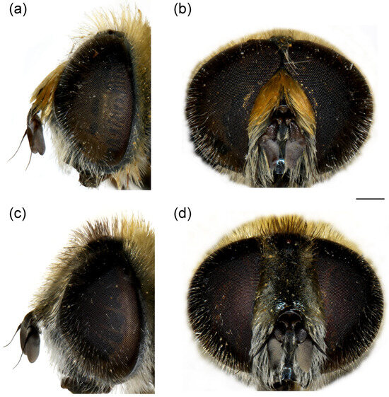 Insects 16 01009 g019