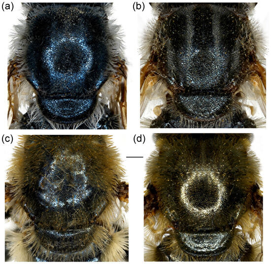 Insects 16 01009 g023