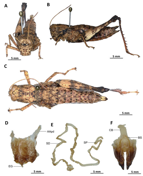 Insects 16 01020 g009